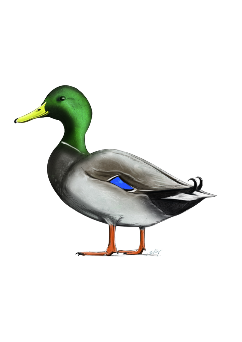 Canard Chanteur GEMMY Roy Le Colvert - Jouet Ancien Fonctionnel RARE